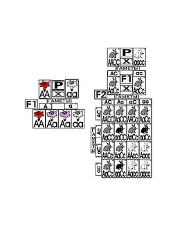 Модель-аппликация "Неполное доминирование и взаимодействие генов" (ламинированная)