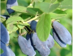 Зелона(жимолость), 2года, 3года, ЗКС