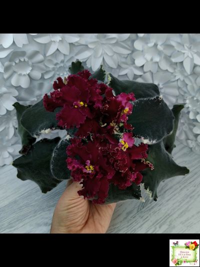 РМ-Black Cherry (Н. Скорнякова) 2022 г.