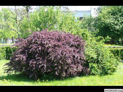 Барбарис Суперба - Superba