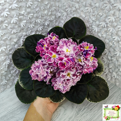 ТФ-Confetti (Т. Фурлетова) 2024 г. (лист с деткой укоренённый)