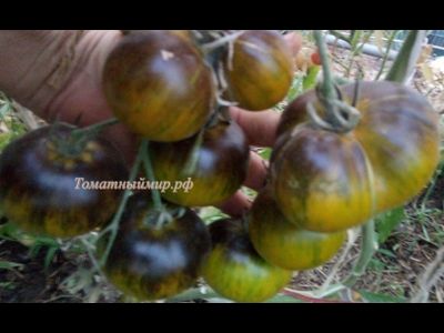 Томат Зеленая богиня Ксанаду (Xanadu Green Goddess), США