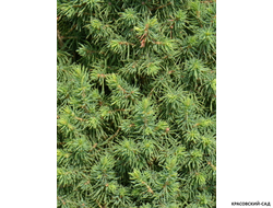 Ель сизая Перфекта - Perfecta