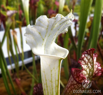 Sarracenia Leucophylla Alba