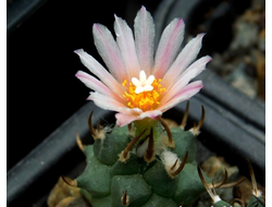 Turbinicarpus schwarzii v.rubriflorus (семена)