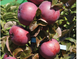 Созвездие (яблоня)