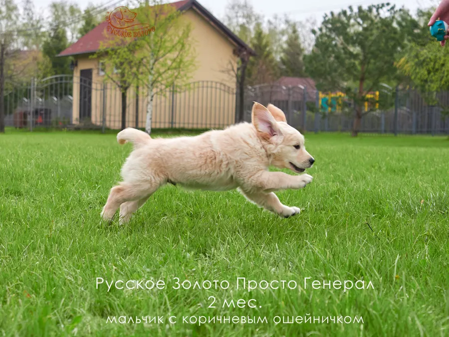 2 месяца. Мальчик КОРИЧНЕВЫЙ ошейничек