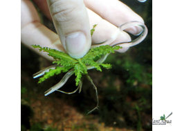 SwetAqua Plantis - Пластиковые шпильки для растений, 6 шт