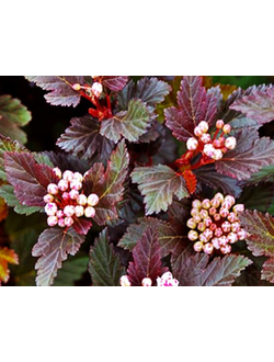 пузыреплодник "Саммер Вайн"