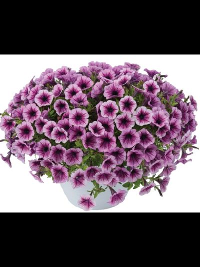 ПЕТУНИЯ АМПЕЛЬНАЯ ИЗИ ВЭЙВ ПЛАМ ВЭЙН В КАШПО 4 ЛИТРА