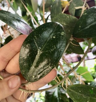 Hoya sp. ‘ Black Leaves ‘  from Prachinburi Province in Thailand (EPC-301)