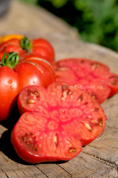 Томат Ярсон 22 (Jarson 22), 10 шт