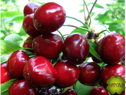 Черешня "Валерий Чкалов" (ранняя, крупная)
