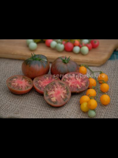 Томат Dwarf Pierce’s Pride (Гном Гордость Пирса), 10 шт