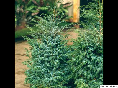 Можжевельник Блю Альпс - Blue Alps
