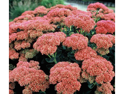 Очиток  Хербстфройде (Herbstfreude)