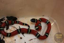 Змея молочная, молочка