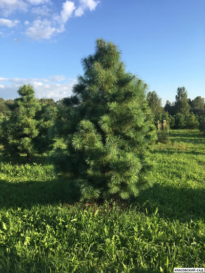 Корейский кедр 4 метра