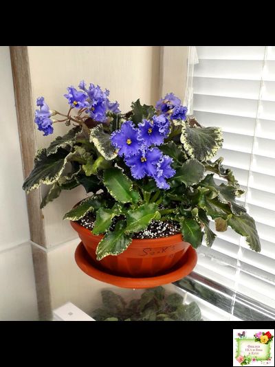 Senk&#039;s Try the Decaf (R. Follett/D. Senk) (9872) 01/30/2008 трейлер