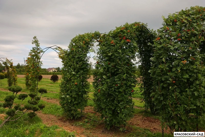Топиар Арка из Рябины обыкновенной