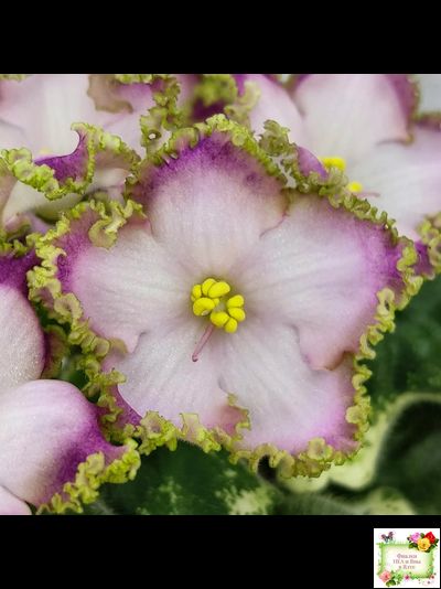 НД-Вербена (Н. Данилова-Суворова) 2021 г.