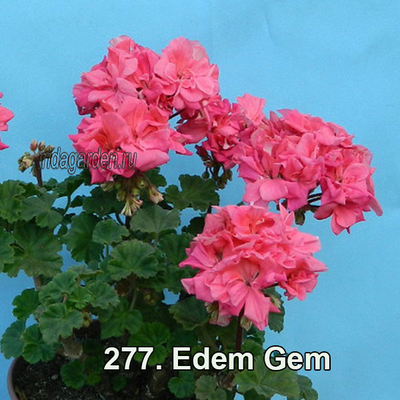 Пеларгония Edem Gem