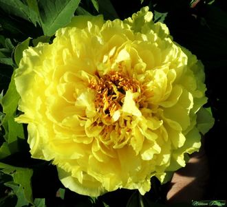 Paeonia itoh.hybr Yellow Crown