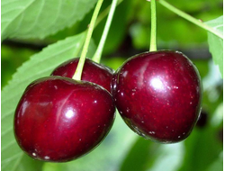 Орлица(вишня)