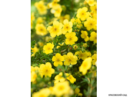 Лапчатка кустарниковая Кэтрин Дьюкс