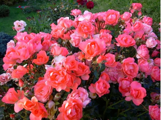 Жардин де Франс  (Jardins de France) роза , ЗКС