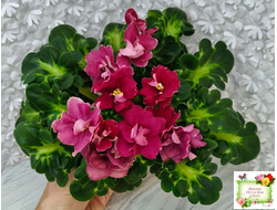 ВаТ-Супер Мама (Т.Валькова) 2020 г.