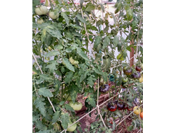 Томат Татьянин яхонт