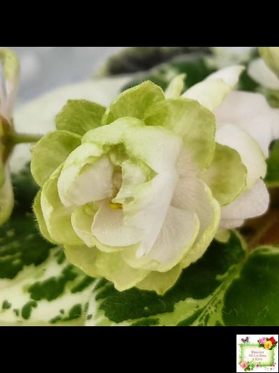 ЛЕ-Элли (Е. Лебецкая)