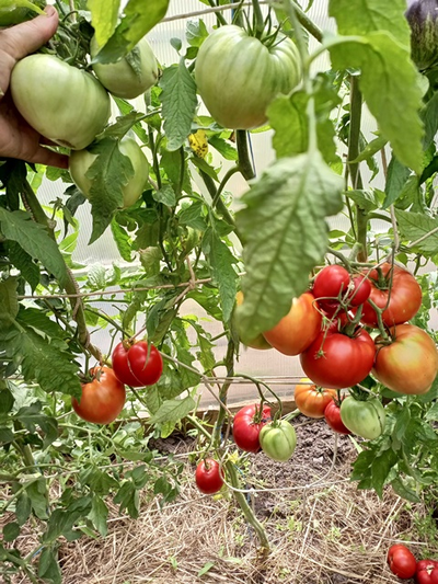 Томат Сердце Хибы (Imini de Hiba), Румыния