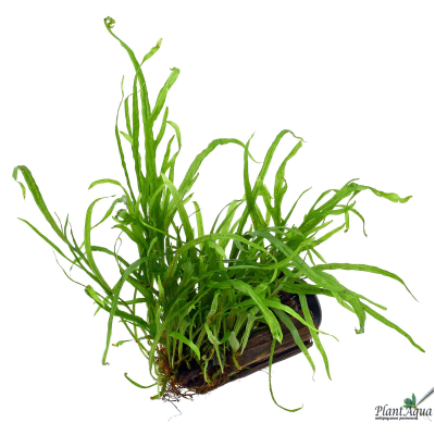 Папоротник Тридент на коряге