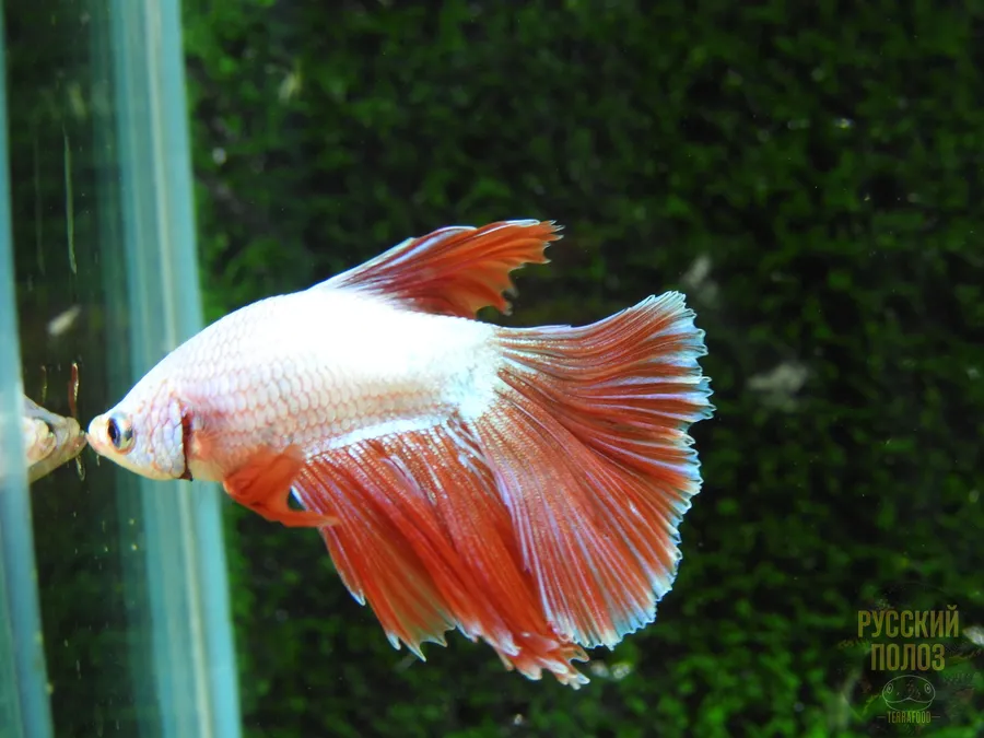 Петушок, Бойцовая рыбка, Betta splendens