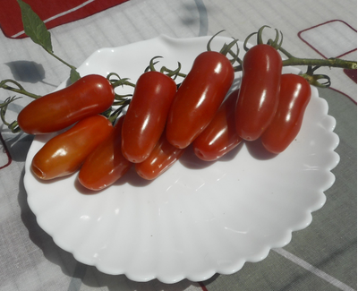 Томат  Черевички