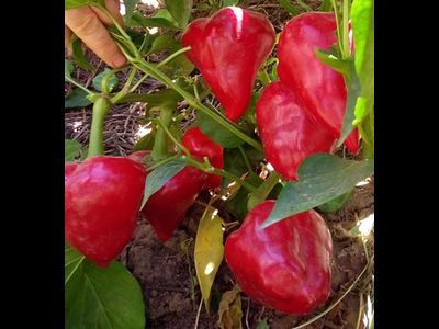 перец сладкий Леся