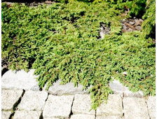 Можжевельник обыкновенный Repanda (цена: от 1400 руб)