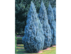 Можжевельник скальный  Мунглоу (Moonglow), 2,0 л