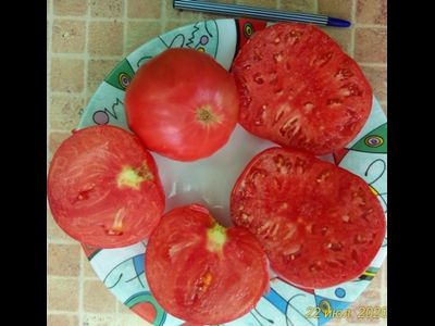 Томат Дакоста португальская (DaCosta's Portuguese)