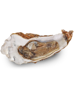 Устрица императорская (60-100 г)