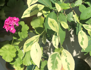 Фикусы - Ficus Microcarpa (Retusa) Mutabilis / фикус ретуза мутабилис