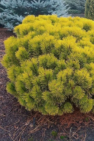 Сосна горная Ophir