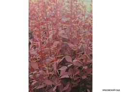 Барбарис Аурикома - Auricoma