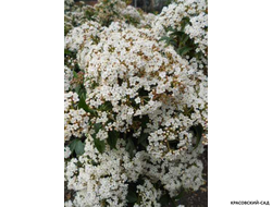 Калина Компактум