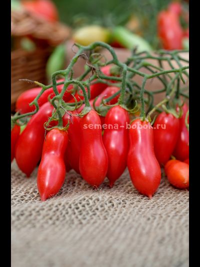 Томат Pelino 2014 (Пелино 2014), 7 шт