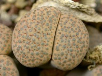 Lithops fulviceps (syn.lydiae) C219 - 10 семян