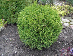 туя западная  Литл Гиант  Р9