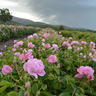 Роза Дамасцена (Rosa damascena), Турция 1 г - 100% натуральное эфирное масло